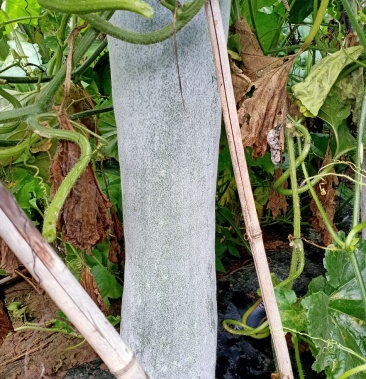 精品白吊瓜黑吊瓜瓜条匀霜色好