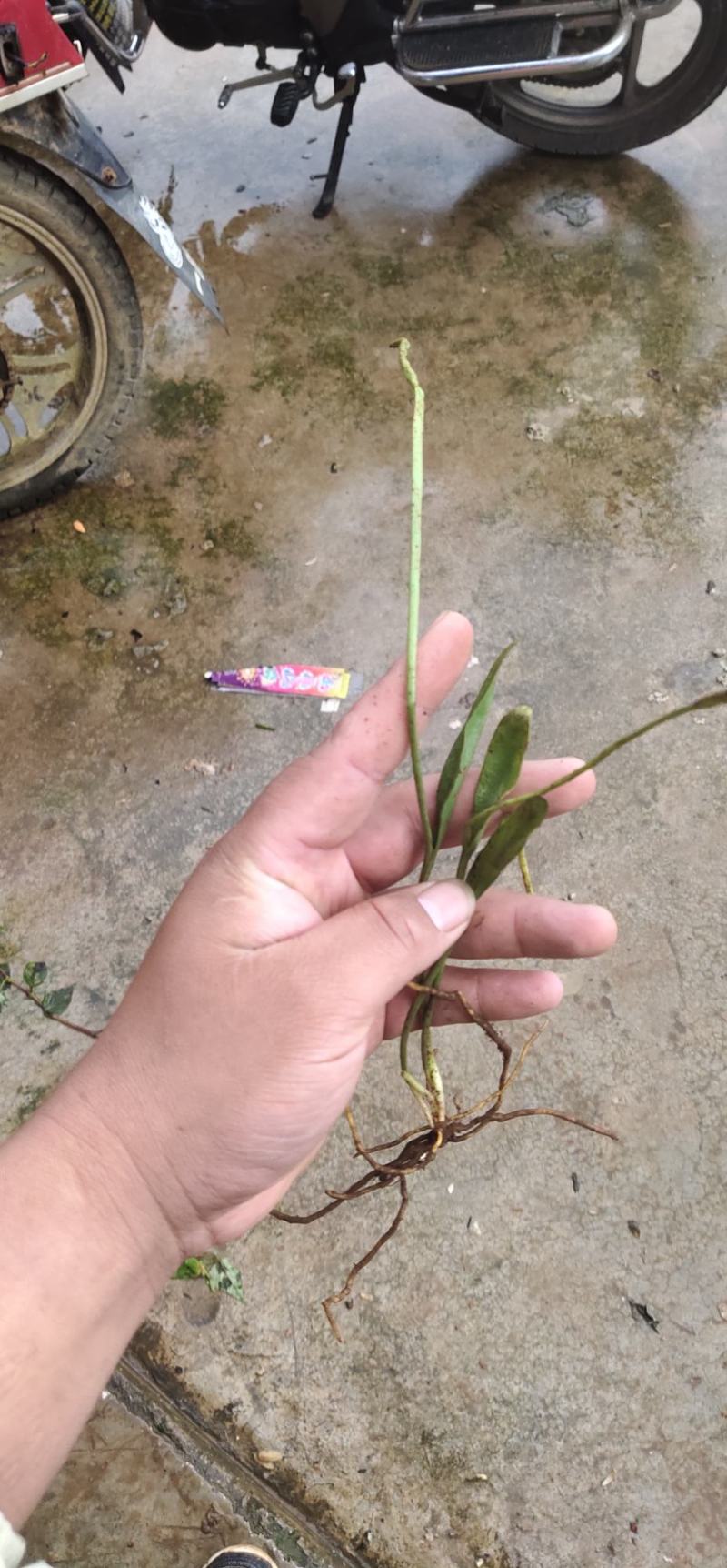 本人长期供应野生独叶一支箭鲜货有需要的老板联系我