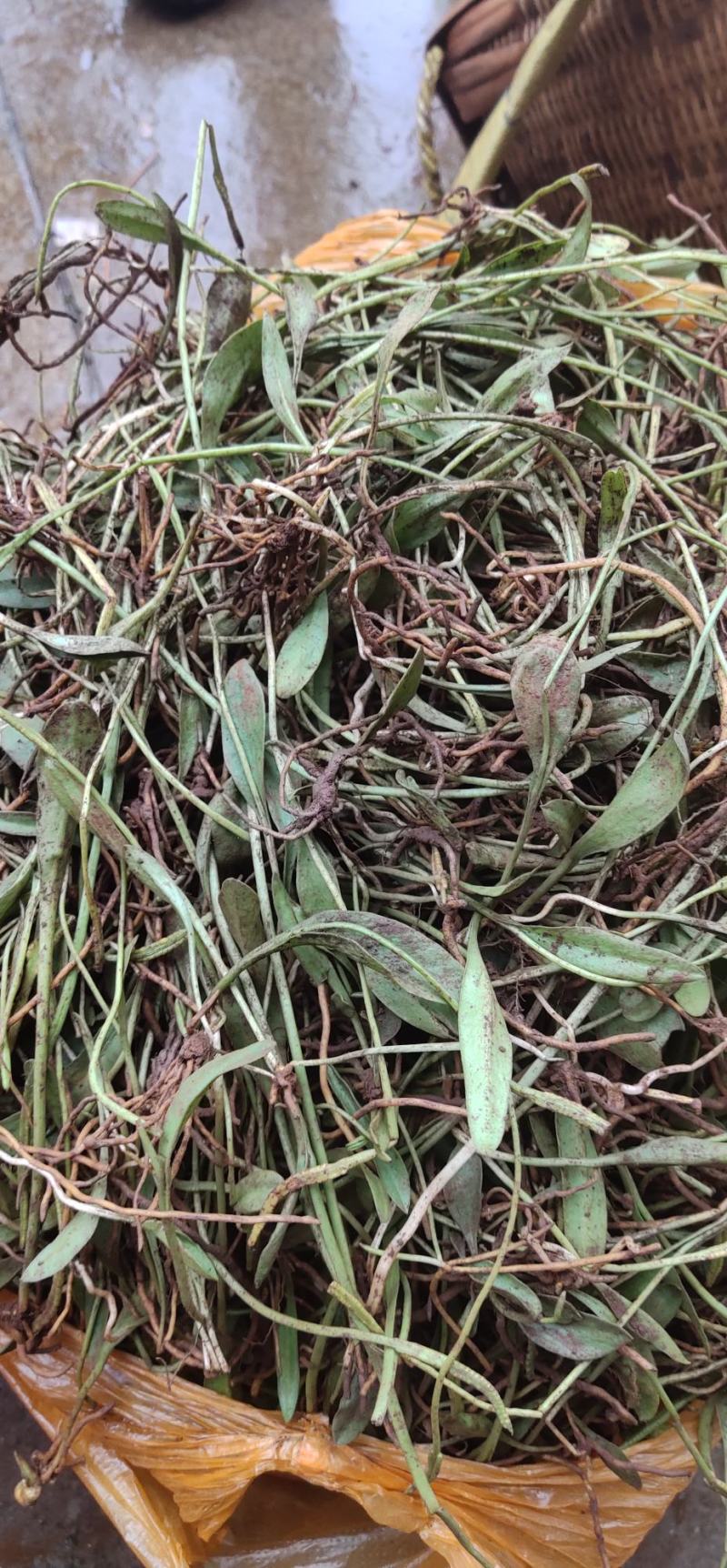 本人长期供应野生独叶一支箭鲜货有需要的老板联系我