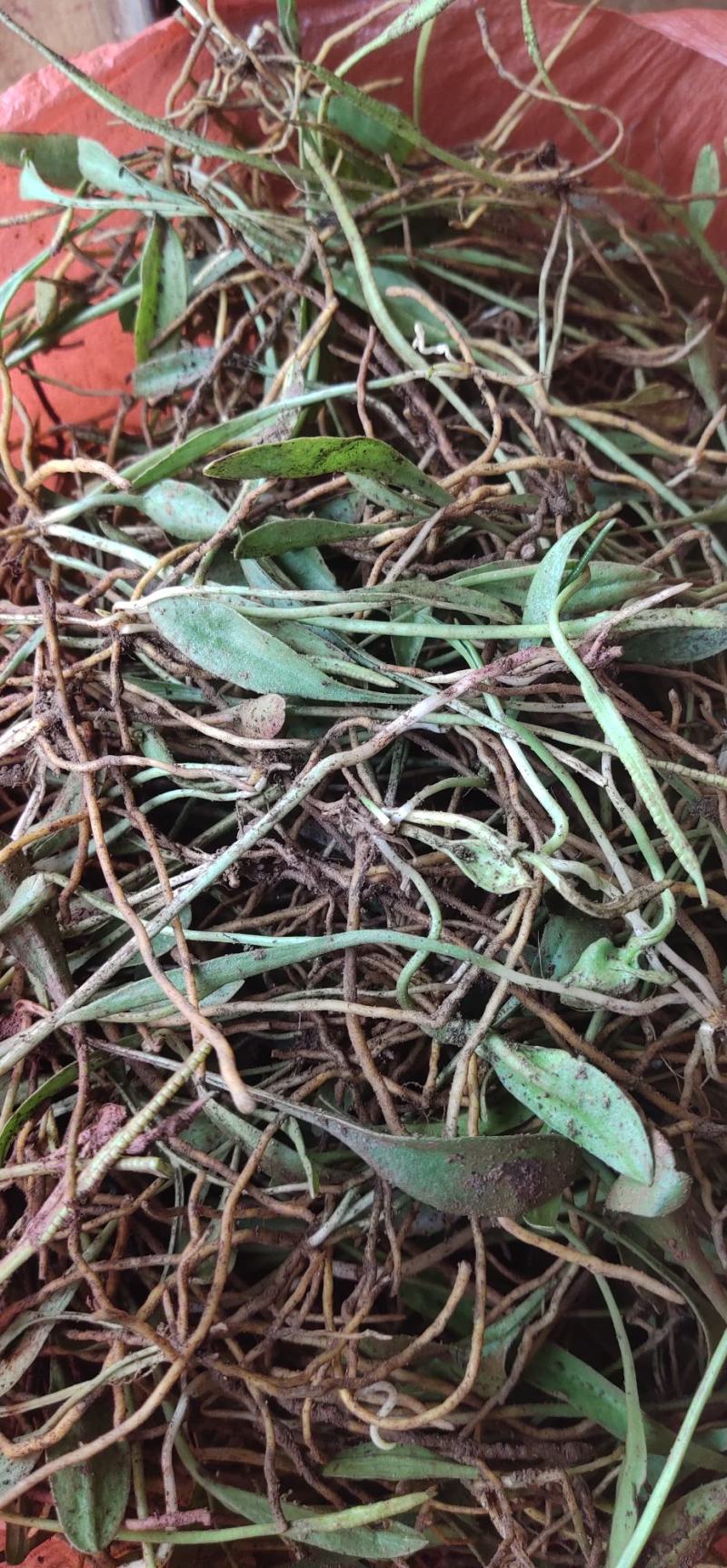 本人长期供应野生独叶一支箭鲜货有需要的老板联系我