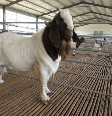 [批发]豫东牧业纯种波尔山羊种公羊价格2000.00元/个 - 一亩田