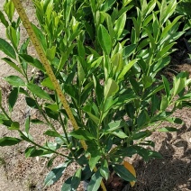 普宁市大量供应非洲茉莉各种规格