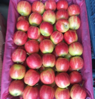 [123苹果批发]辽宁省西丰县双榆123小苹果基地,大量上市.价格0.