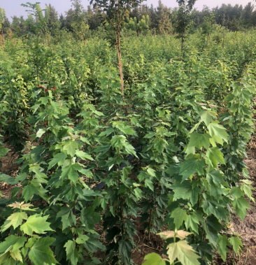 美国红枫红冠小苗红冠