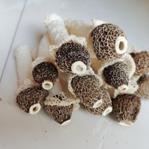 贵州织金竹荪黑头竹荪（竹笙）真菌仿野生种植