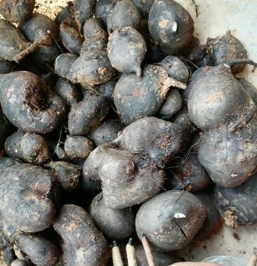 2020年鲜货一手货乌灵参.鸡枞胆.