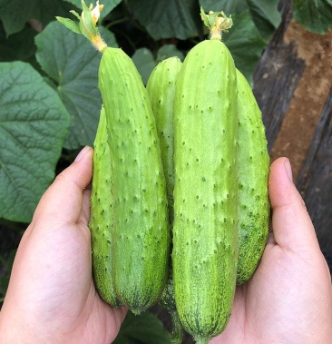 东北旱黄瓜电商供应一件代发品质包装