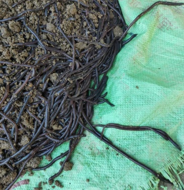 天然黑蚯蚓 适合钓鱼喂龟