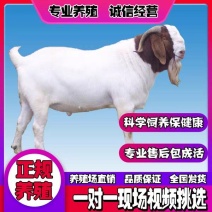 育肥羊羔育肥绵羊免费运输货到付款质保三月有补贴