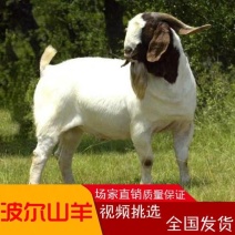要想养好羊选对品种最重要波尔山羊大白羊