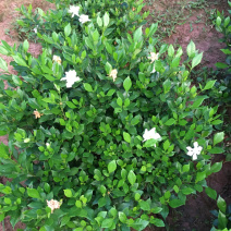 大量茉莉花和栀子花盆栽花和工程花有售有需要的老板请联系我.长
