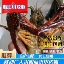 潜江鲜活清水小龙虾基地直发规格齐全死亡包赔。