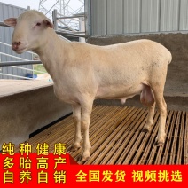 绵羊羔到启辰买十送一全国免费运输货到付款有补贴品种齐全