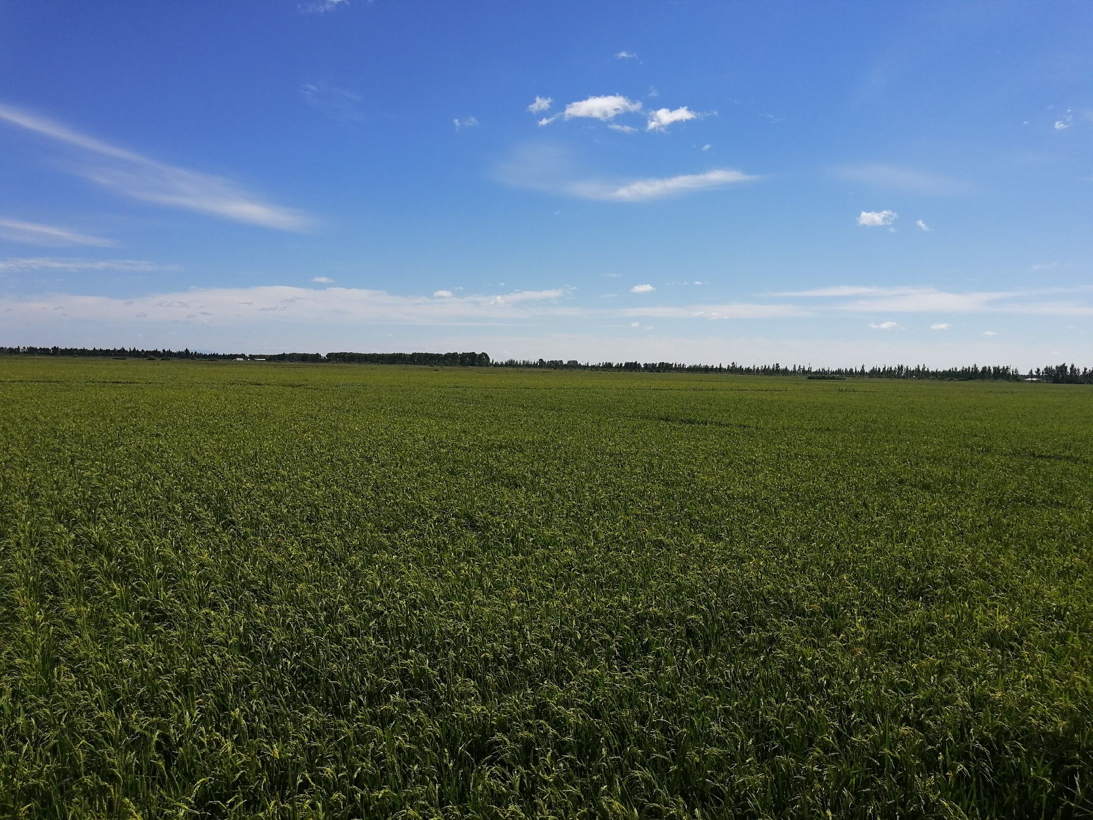 五常大米种植基地实景图