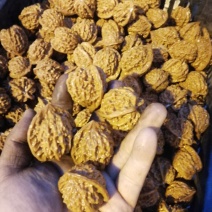 四大名核之一盘山公子帽