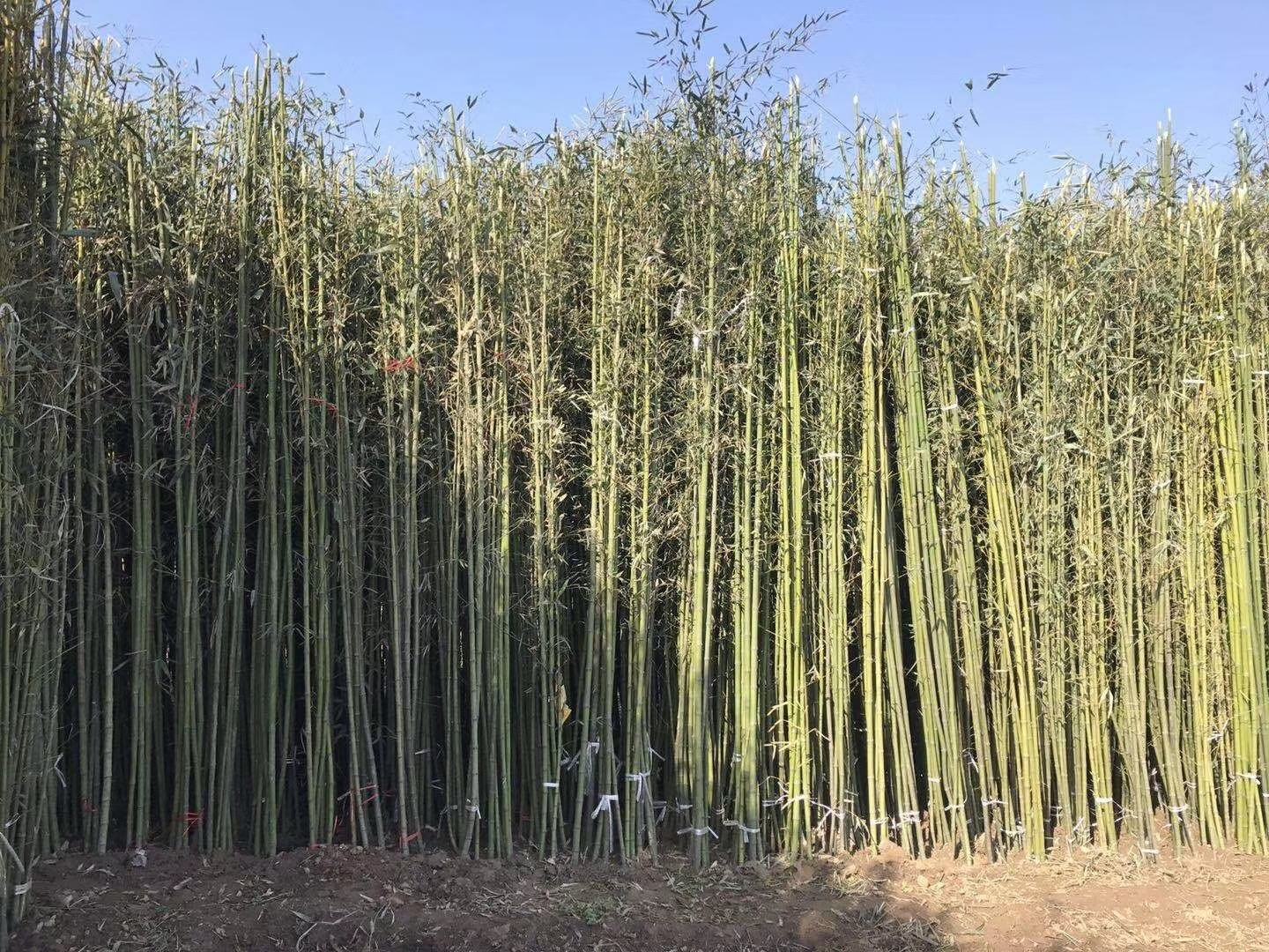 山竹树的自然生长环境