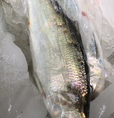 [鲥鱼批发]丰尚渔业,生态鲥鱼,优质,优价,长年供应价格90.