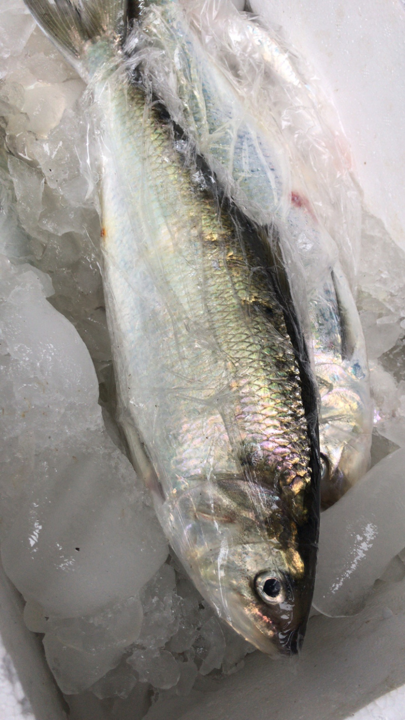 丰尚渔业,生态鲥鱼,优质,优价,长年供应