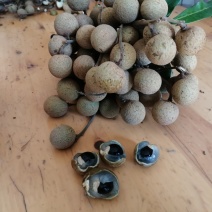 龙眼成熟了，大量上市了！