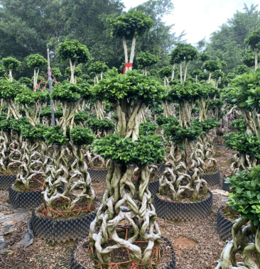 嫁接花篮造型榕桩景 (6组合型)福建漳州小叶榕基地