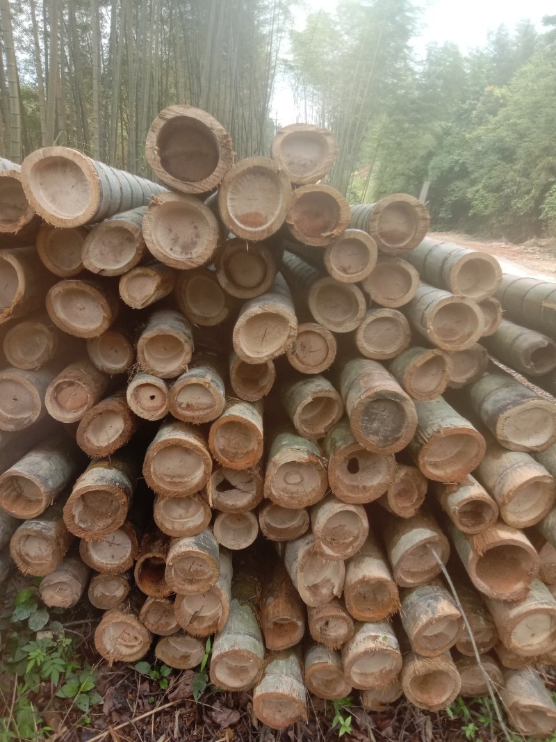 广西柳州融水县竹子 3