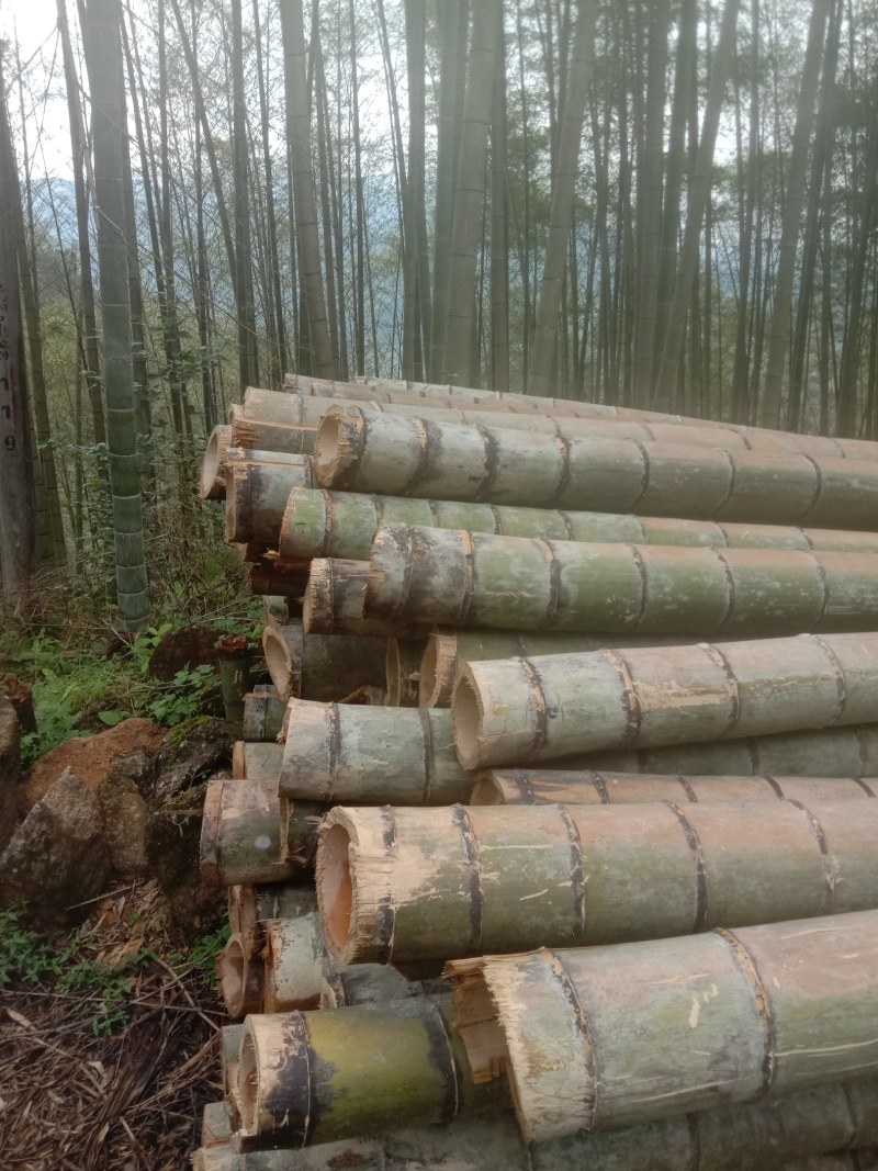 广西柳州融水县竹子 3