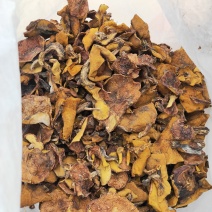 河北承德精品松蘑烤干去跟货