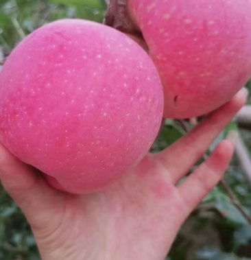 四川省汉源县 汉源红将军苹果(套袋)!