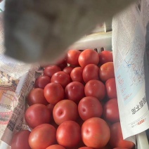 山西省精品大棚西红柿