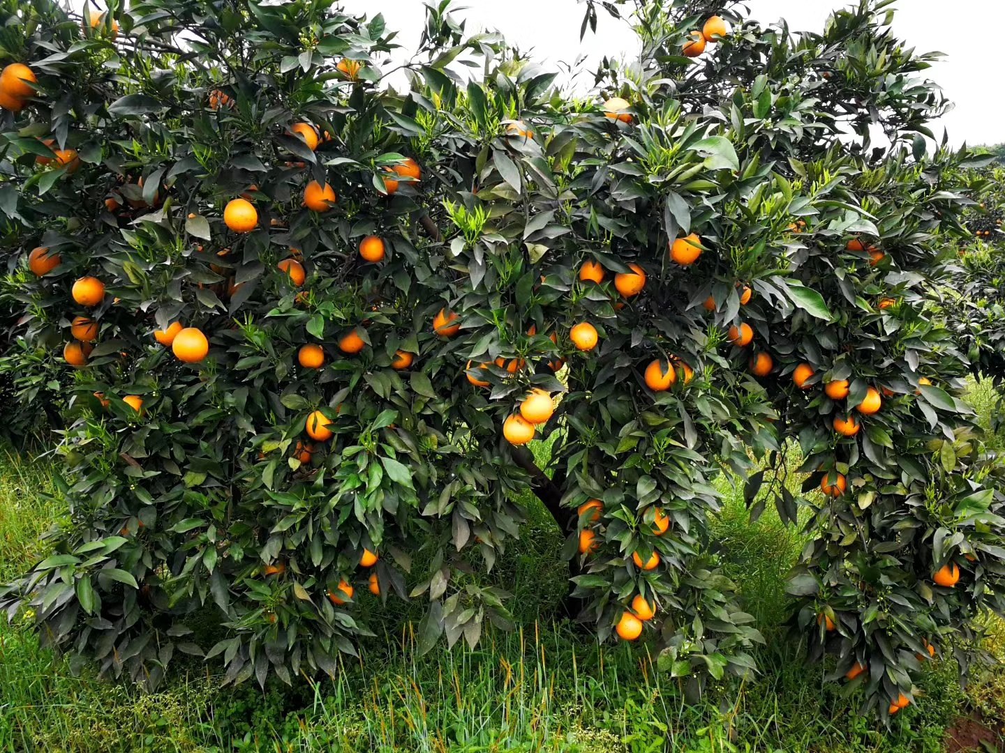 [橙子苗批发]长叶香橙苗,优质纯正,苗木/枝条出售,品质保证价格10.