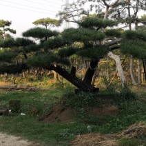 各种规格的精品造型松，