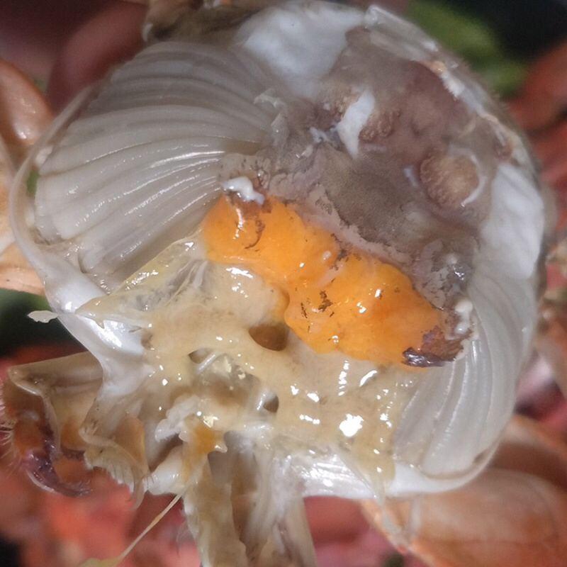 花盖蟹鲜活 石头蟹花蟹大花盖蟹 海蟹 个大饱满
