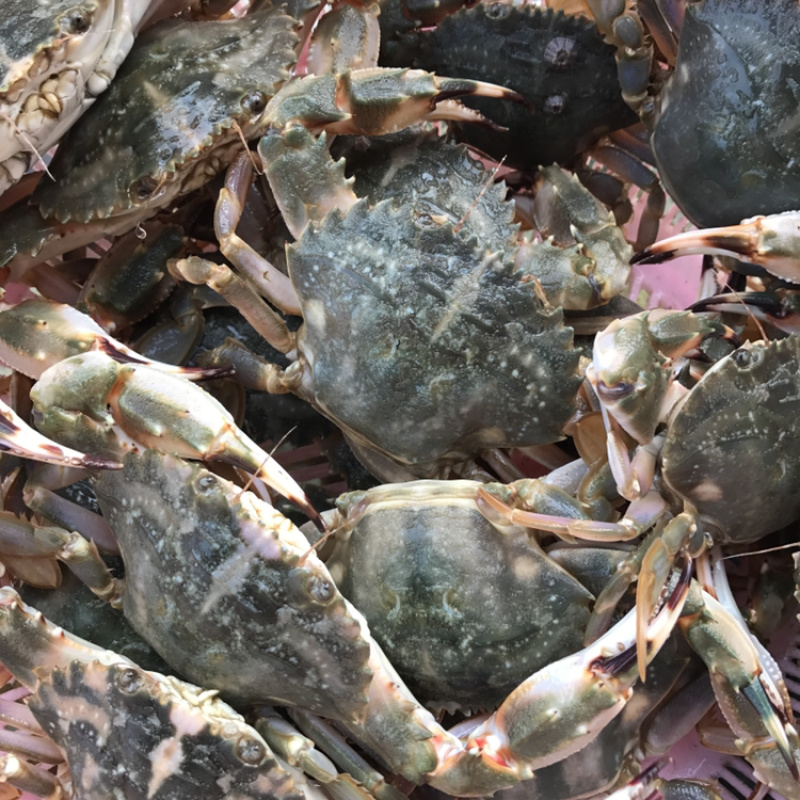 花盖蟹鲜活 石头蟹花蟹大花盖蟹 海蟹 个大饱满