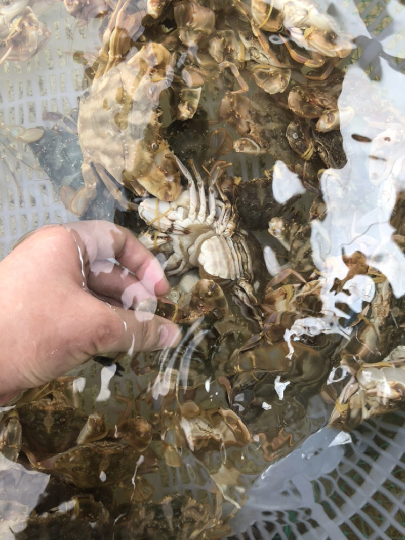 花盖蟹鲜活 石头蟹花蟹大花盖蟹 海蟹 个大饱满