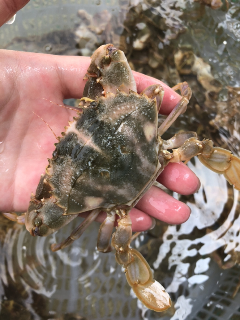 花盖蟹鲜活 石头蟹花蟹大花盖蟹 海蟹 个大饱满