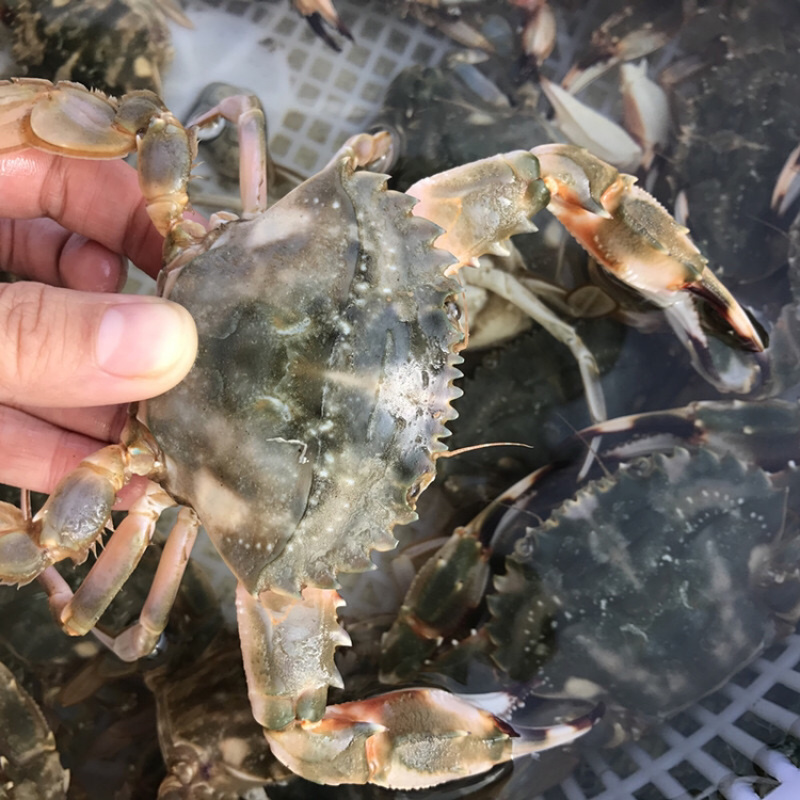 花盖蟹鲜活 石头蟹花蟹大花盖蟹 海蟹 个大饱满
