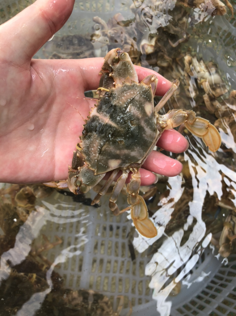 花盖蟹鲜活 石头蟹花蟹大花盖蟹 海蟹 个大饱满