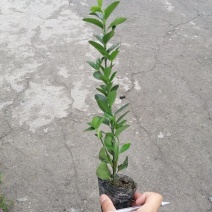 出售万年青，万年青小杯苗，大叶黄杨