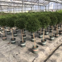 出售精品小木槿造型，出售成都小木槿造型！