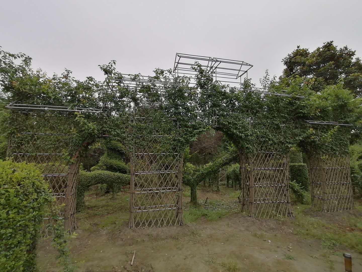 盛开的红梅与雪景结合的园林景观