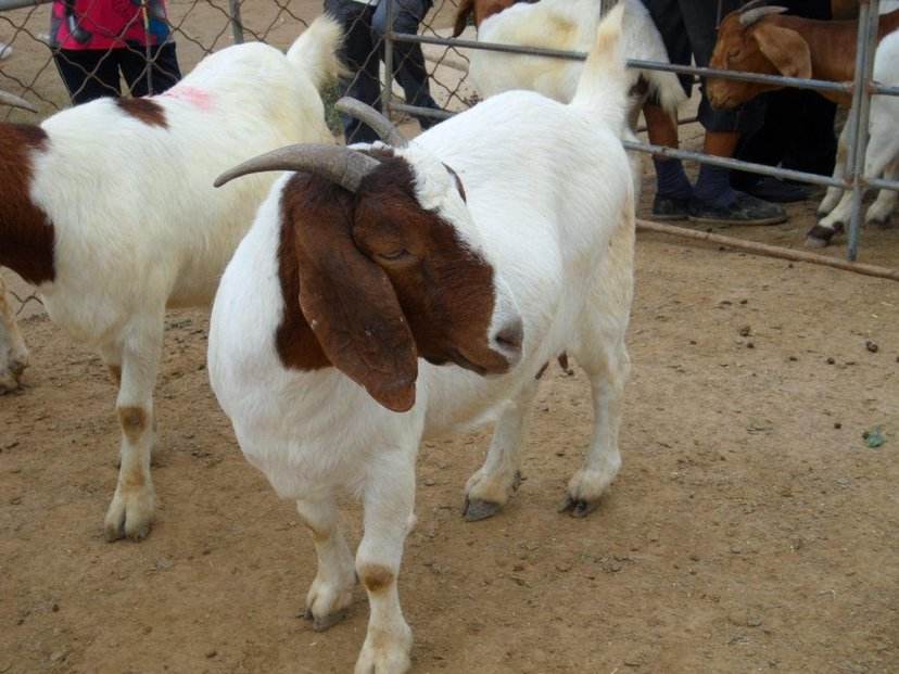 波尔山羊外貌特征展示图