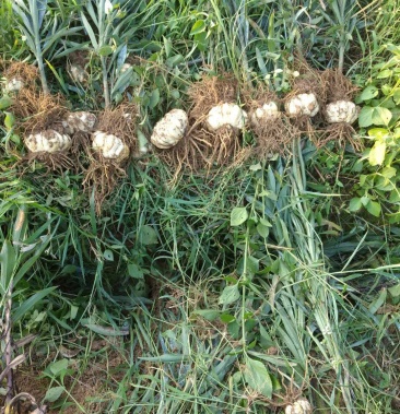 湖南隆回龙牙百合鲜百合