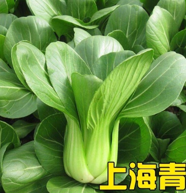 上海青種子 小青菜蔬菜耐熱寒 小白菜農家蔬菜種子四季播