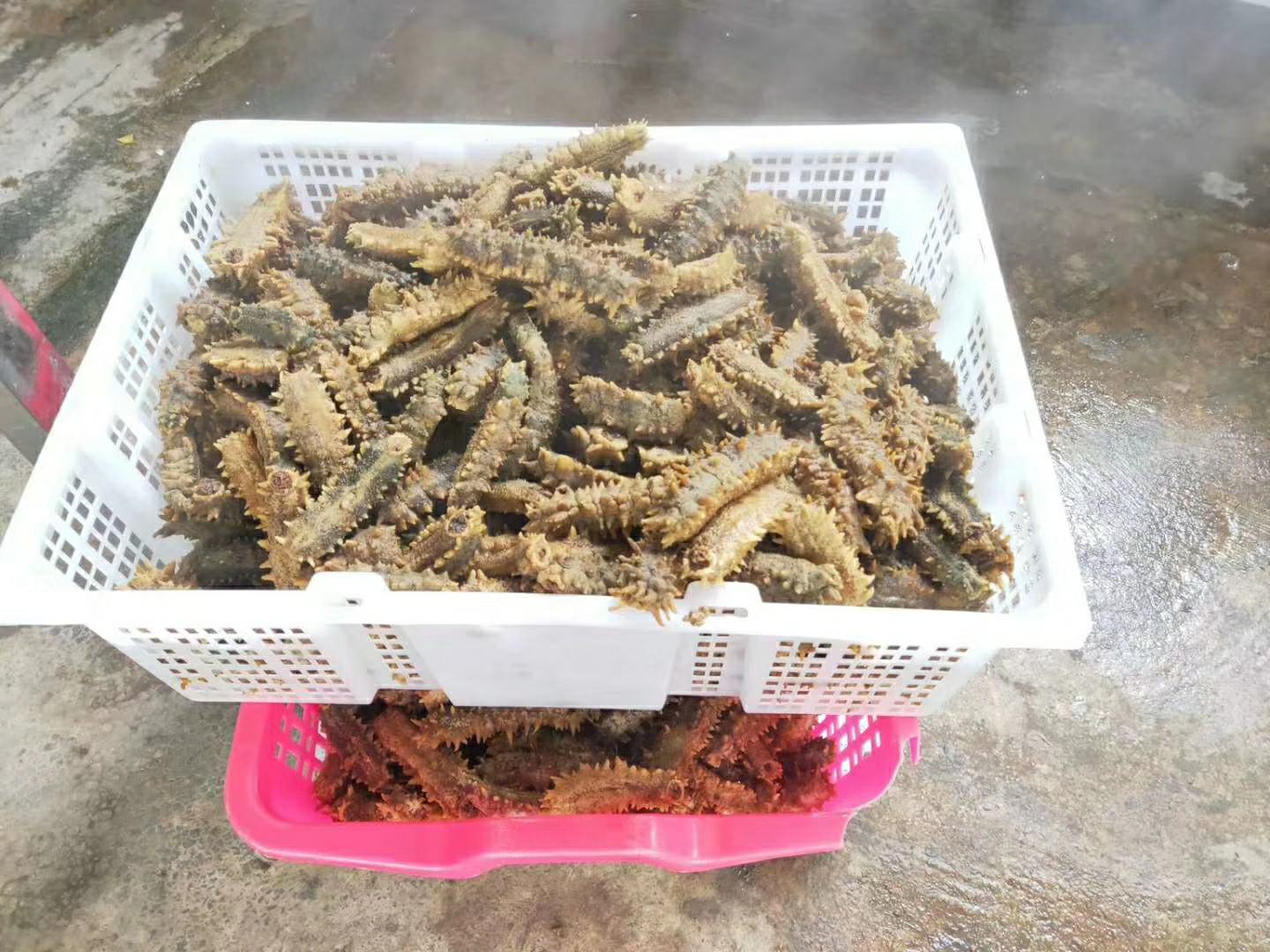 高清微距摄影:左侧为琥珀色透亮椴树蜂蜜(表面可见细密气泡与拉丝纹理),右侧为泡发后深褐色刺参横切面(肉质厚实、腹足清晰、边缘微卷,表面附着少量晶莹水珠;背景为白色瓷盘与竹制砧板,体现农产品本真质感 蜂蜜与海参实物对比图