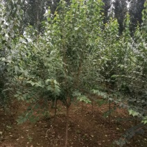 暴马丁香暴马丁香价格暴马丁香产地暴马丁香树形优美