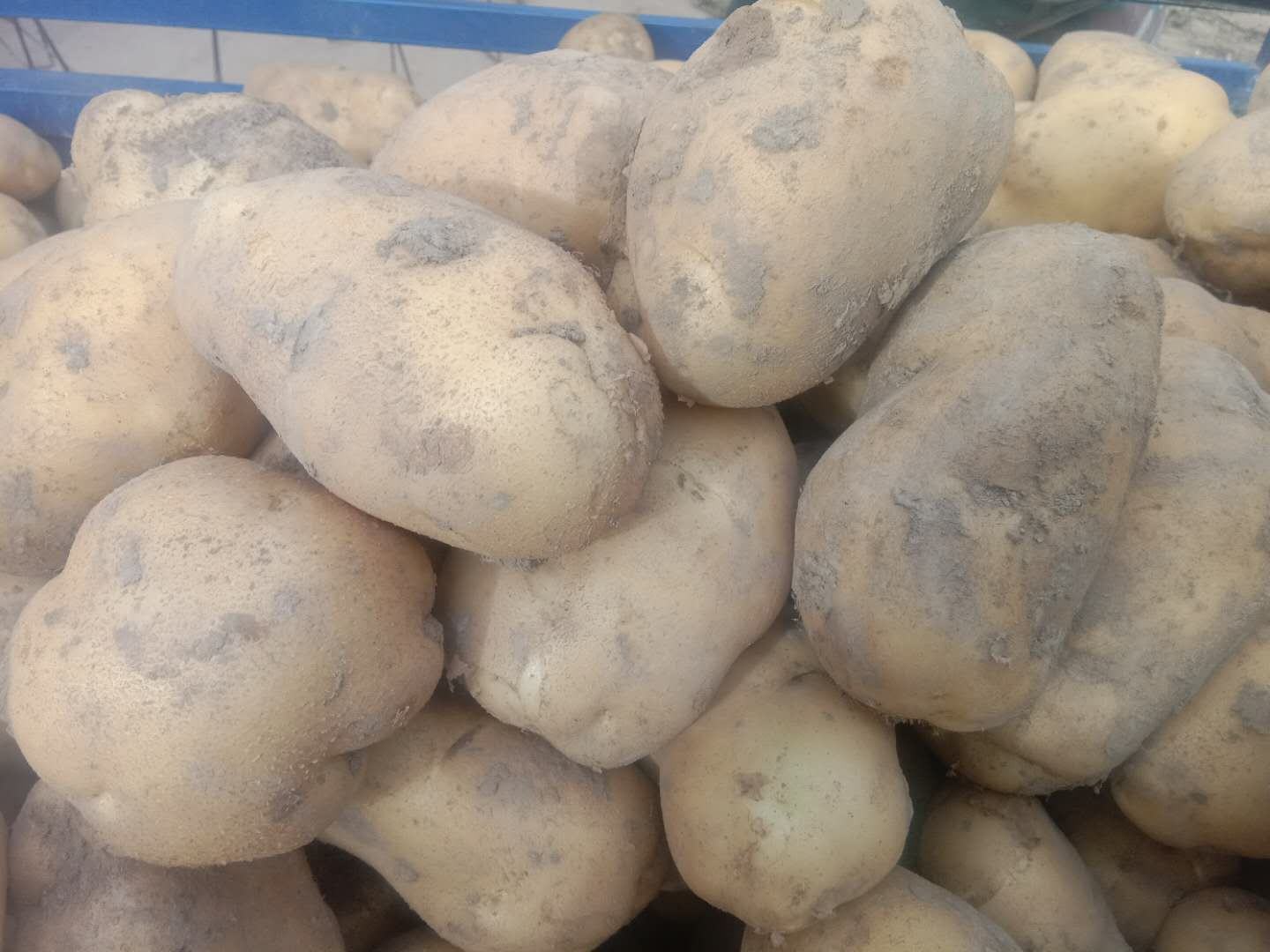 马铃薯品种226的市场销售场景