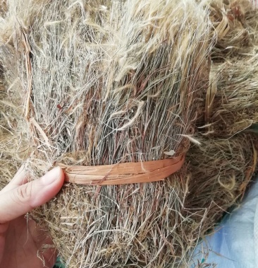 野生金丝草笔仔草竹篙草猫毛草中药材