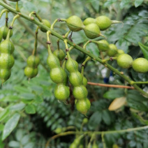 山豆根种子发芽率高免费提供栽培技术