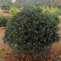 高杆茶梅树茶梅球茶梅苗1到10公分树产地直销