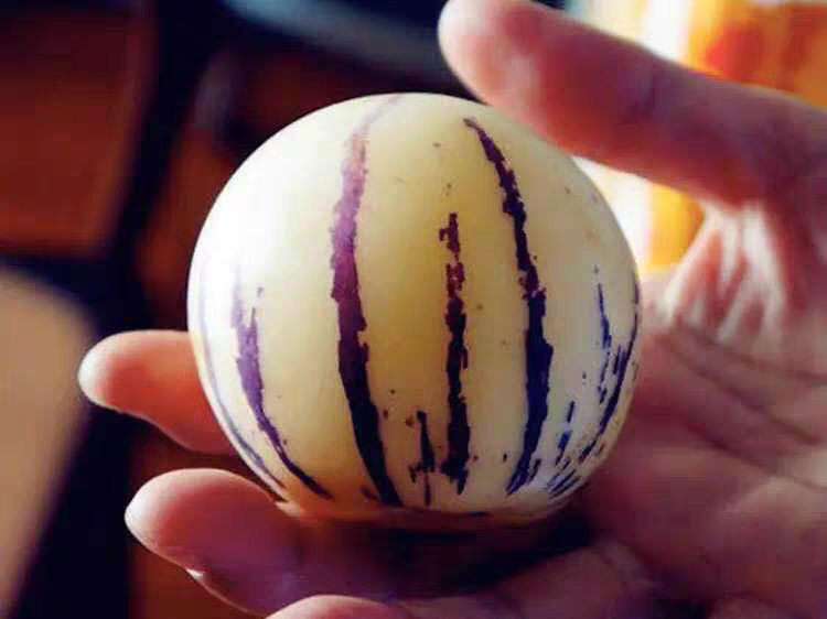 一颗成熟的黄皮紫纹人参果,表皮光滑呈金黄色,带有紫色条纹,果形椭圆饱满,切开后果肉洁白细腻,汁水丰富,背景为自然田园环境 人参果特写